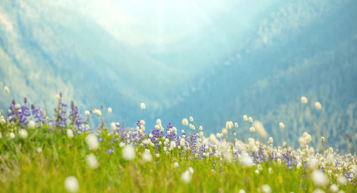 field of flowers